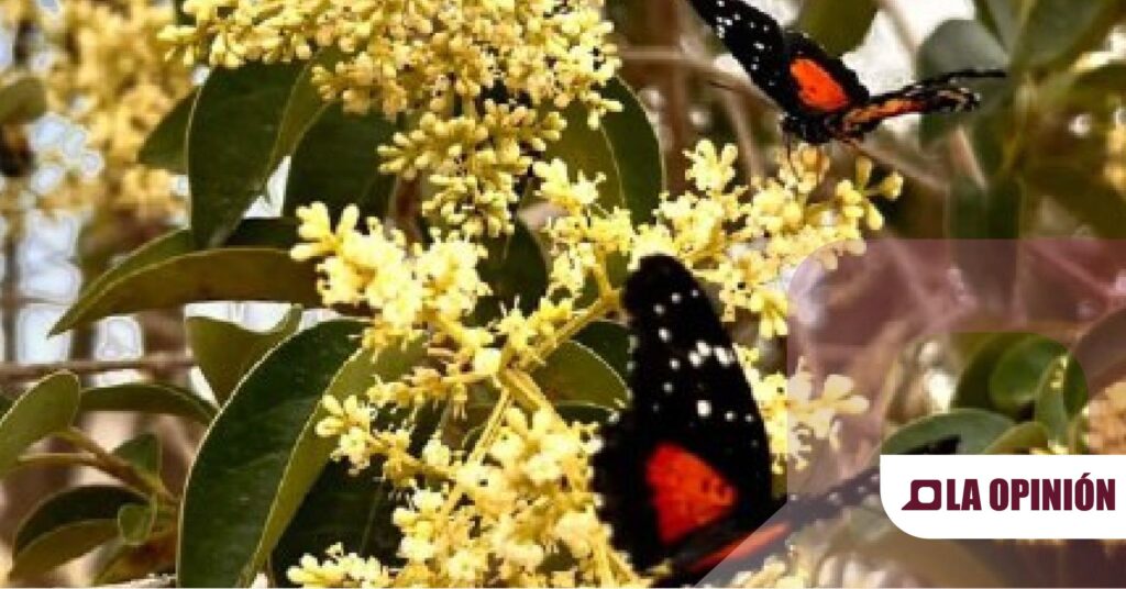 Epazoyucan se viste de colores con la temporada de mariposas