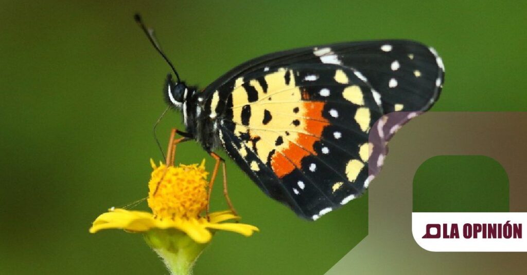 Llegada inusual de la Mariposa de Parche Carmesí a Hidalgo
