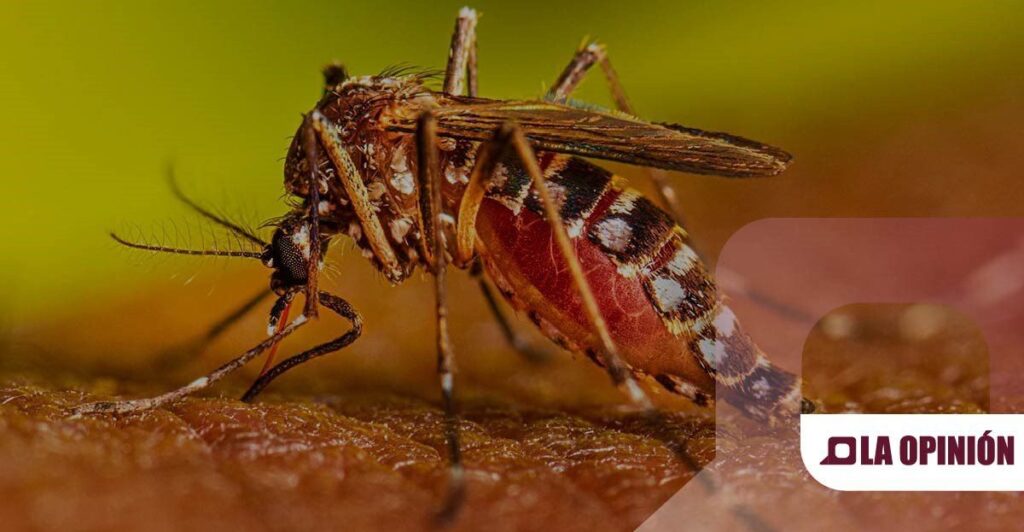 Alerta en Hidalgo: 120 casos confirmados de dengue