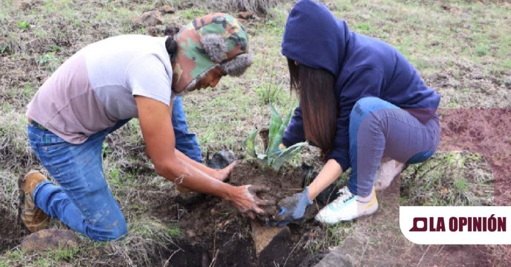 Reforestación en el área natural protegida Cerro Grande