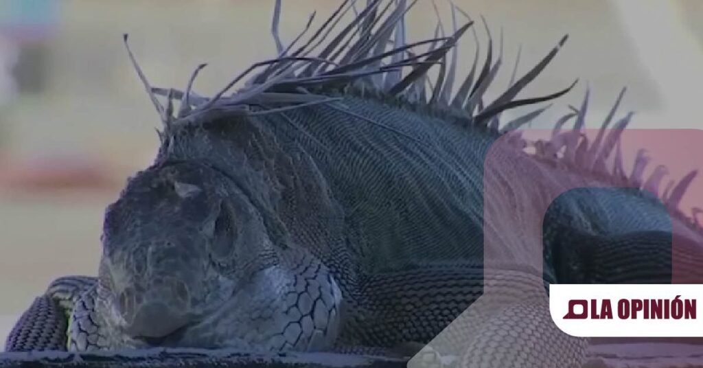 Hallazgo de una iguana en Ixmiquilpan moviliza a servicios de emergencia