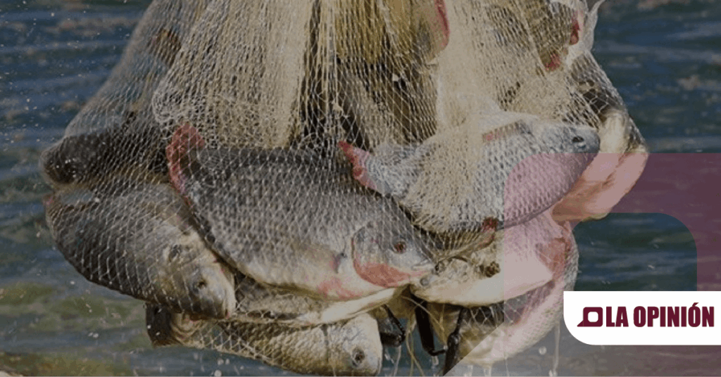 Hidalgo mantiene su posición como segundo productor pesquero nacional