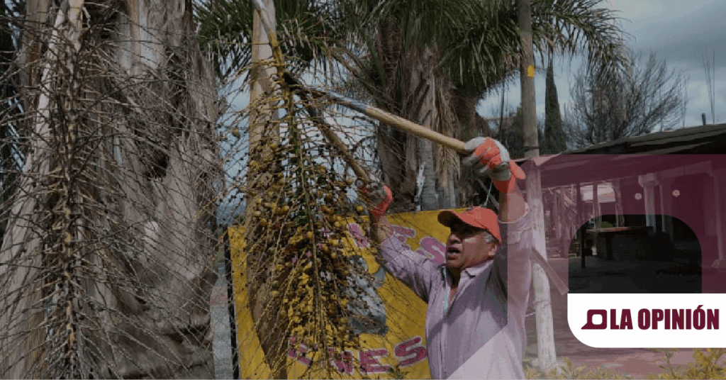 Semarnath avanza en la conservación de germoplasma forestal en la entidad