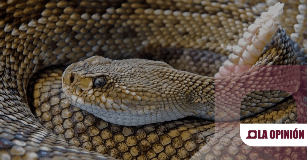 Rescatan víbora de cascabel en Ciudad Universitaria, Ciudad de México