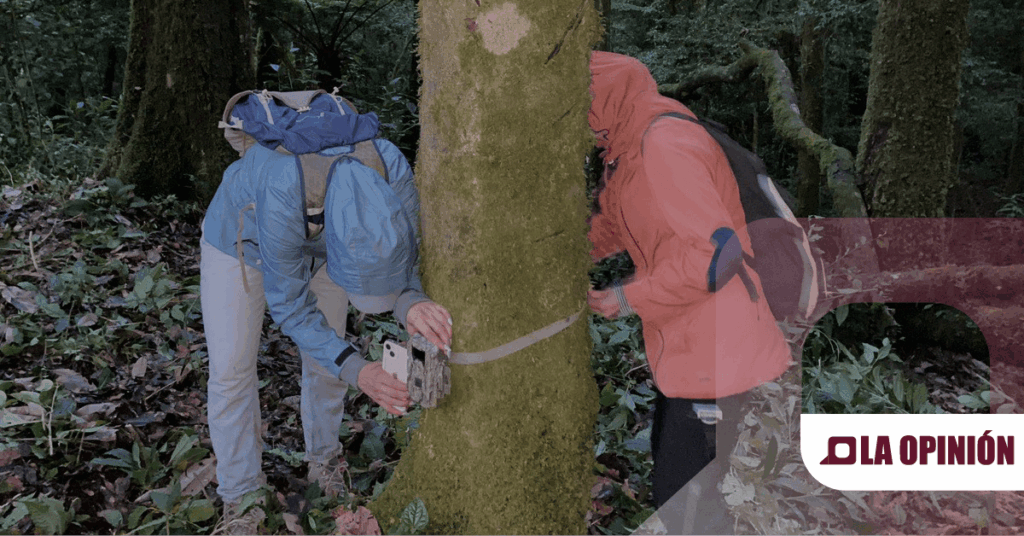 Implementarán cámaras trampa para preservar biodiversidad en la región Otomí-Tepehua