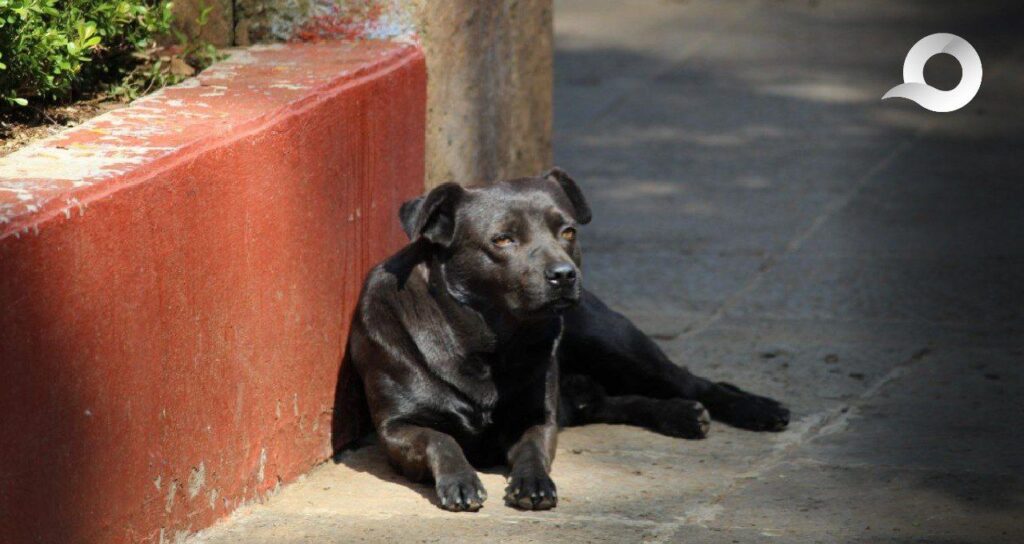Incrementan problemas por sobrepoblación canina en el Corredor de la Montaña