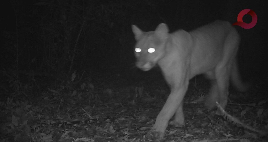 Implementan monitoreo biológico en San Bartolo Tutotepec