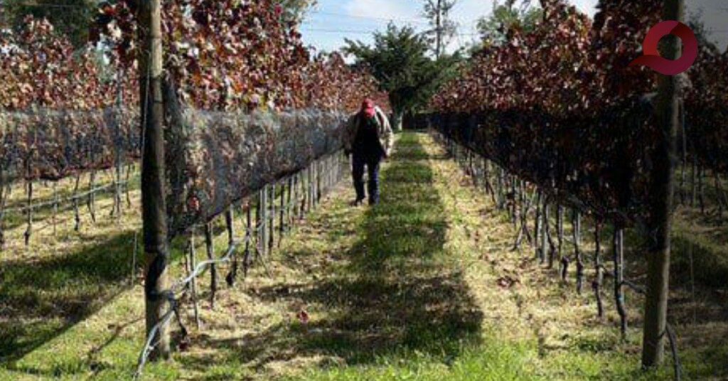 Viñedo El Refugio: Reconocido como Destino Promesa en los GITH 2024