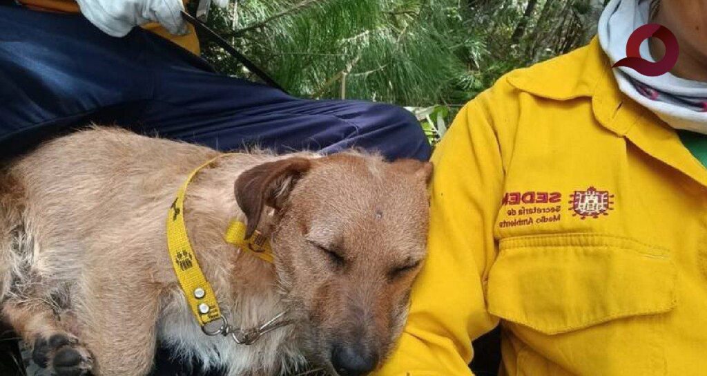 Brechi, la historia del perro brigadista