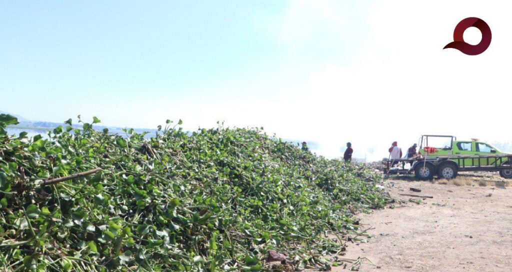 Hidalgo avanza en la limpieza de la Presa Endhó con la eliminación del lirio acuático