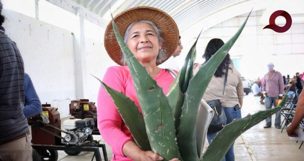 Destacan la producción de Maguey Pulquero en Hidalgo