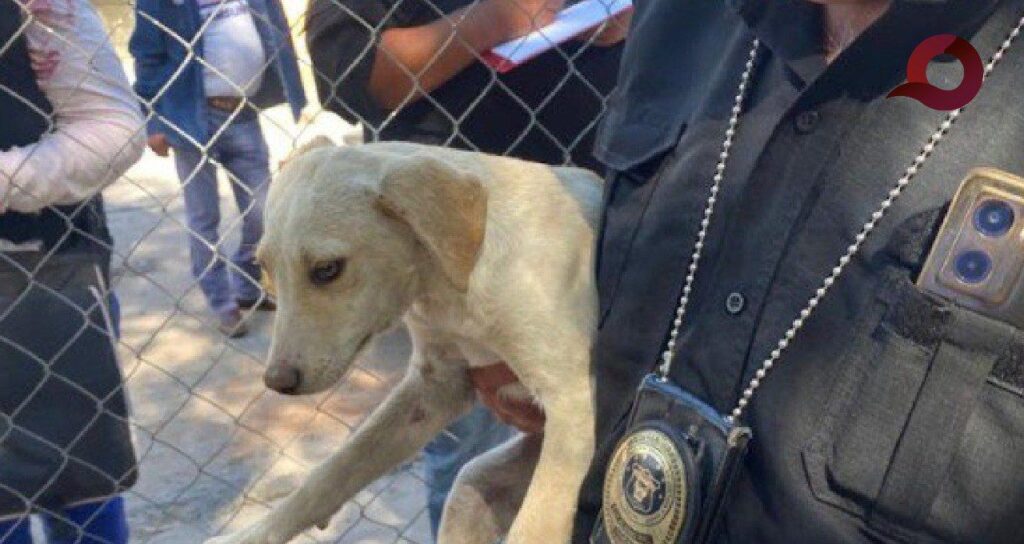 Llamado a denunciar maltrato animal en Hidalgo