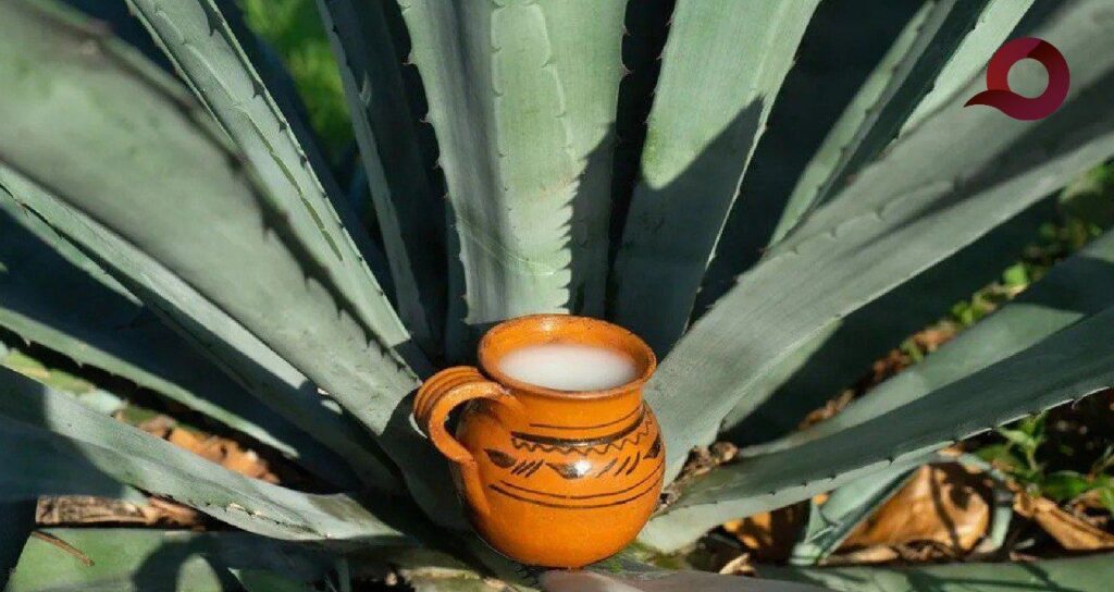 Pachuca Celebrará el Día Nacional del Pulque con cata exclusiva