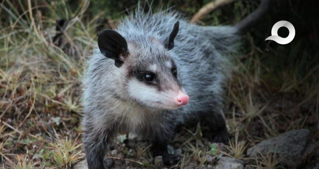 Animales silvestres heridos son rehabilitados y reinsertados en su hábitat natural en Pachuca