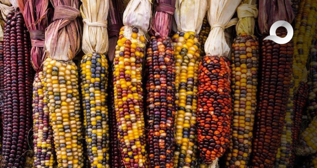 Hidalgo aprueba reforma para proteger maíces nativos