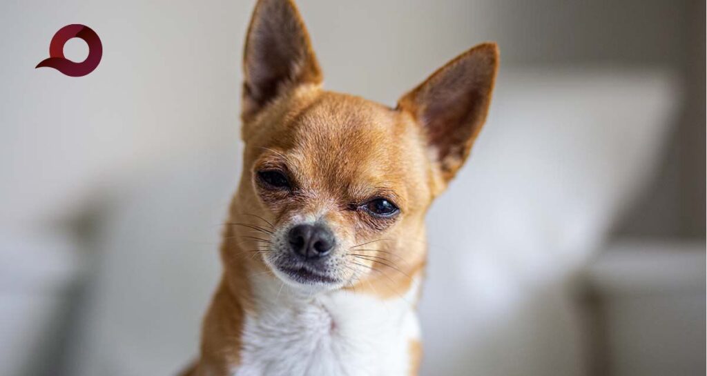 “Pachuca con Huellitas” lleva salud y bienestar a las mascotas con vacunación y esterilización