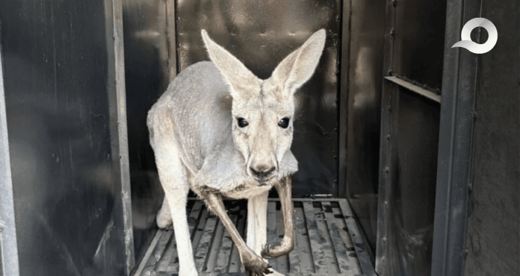 Trascendido: Garganta no tan Profunda (26 de abril del 2025)