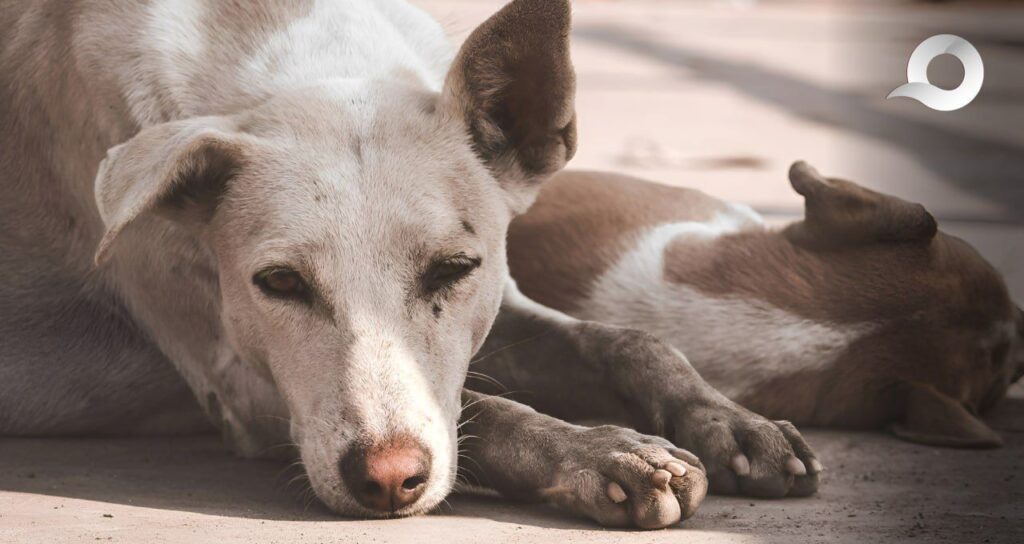 Habitantes de Apan mataron a machetazos a un perrito