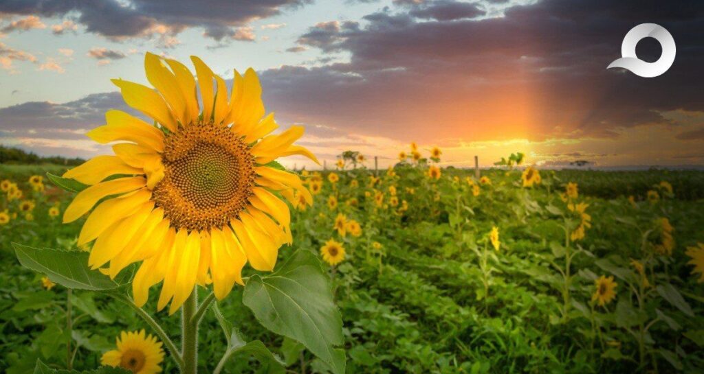 Tula de Allende florece: Descubre el impresionante campo de 300 mil girasoles