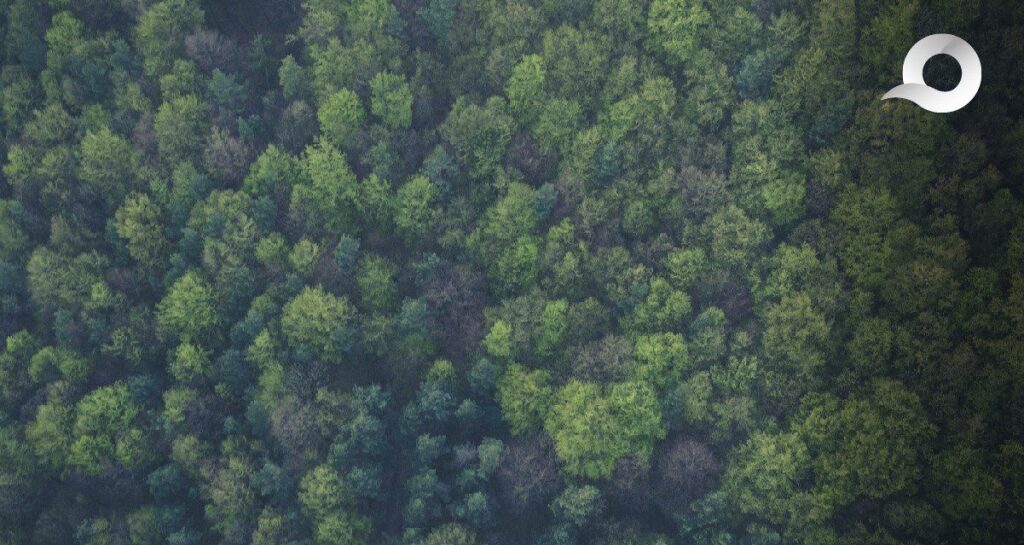 Ejidos forestales de Zacualtipán y Molango verificarán más de 37 mil bonos de carbono