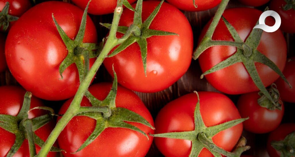 Crisis en el campo: Arancel al jitomate mexicano prende alarmas en Hidalgo