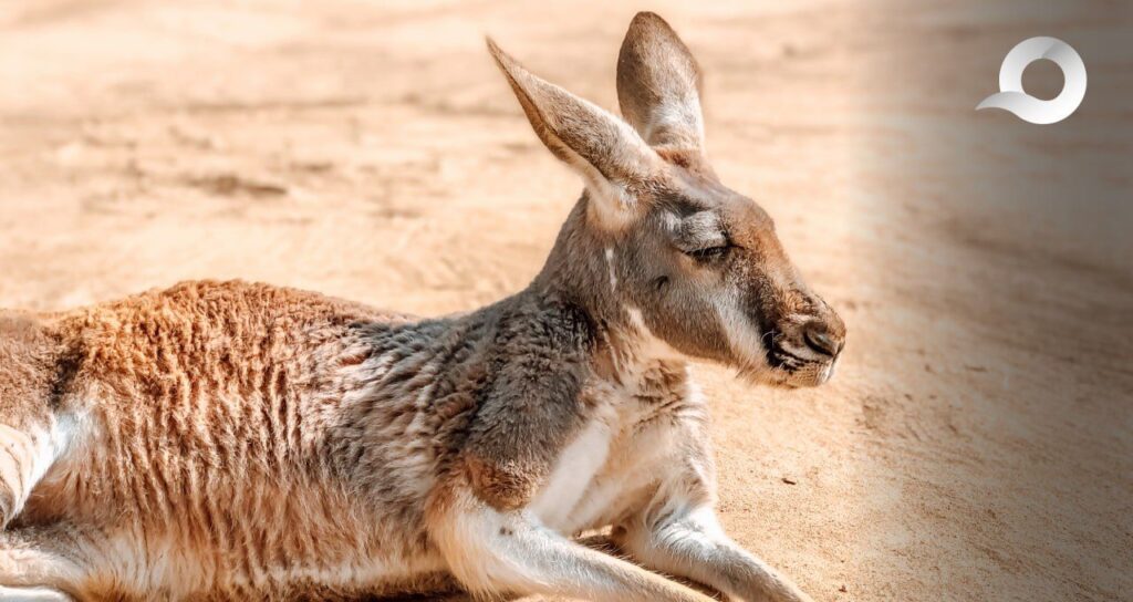 Tráfico ilegal de fauna en Hidalgo: Decomisan canguros y felinos exóticos en viviendas