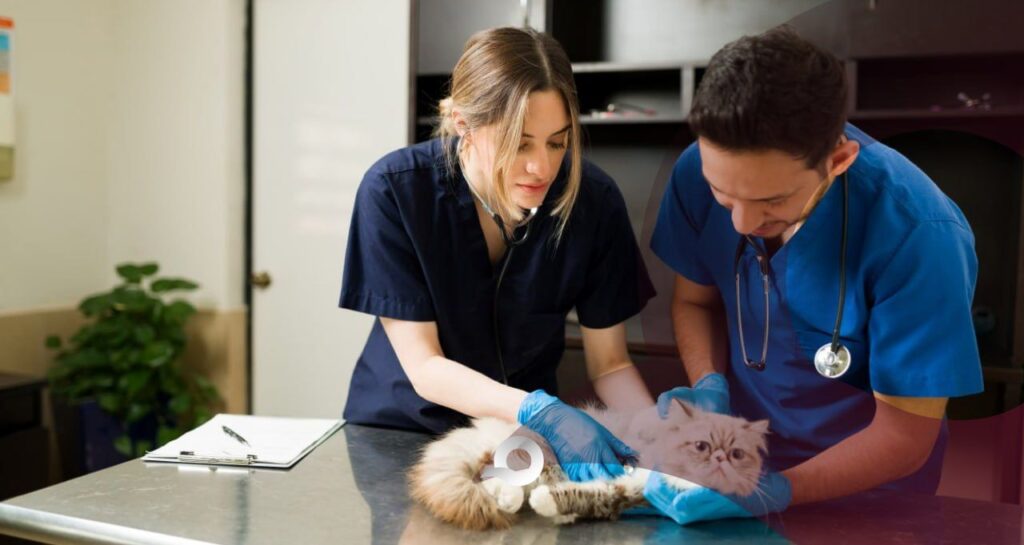 Hidalgo fortalece la salud animal con la aplicación de vacunas antirrábicas y esterilizaciones