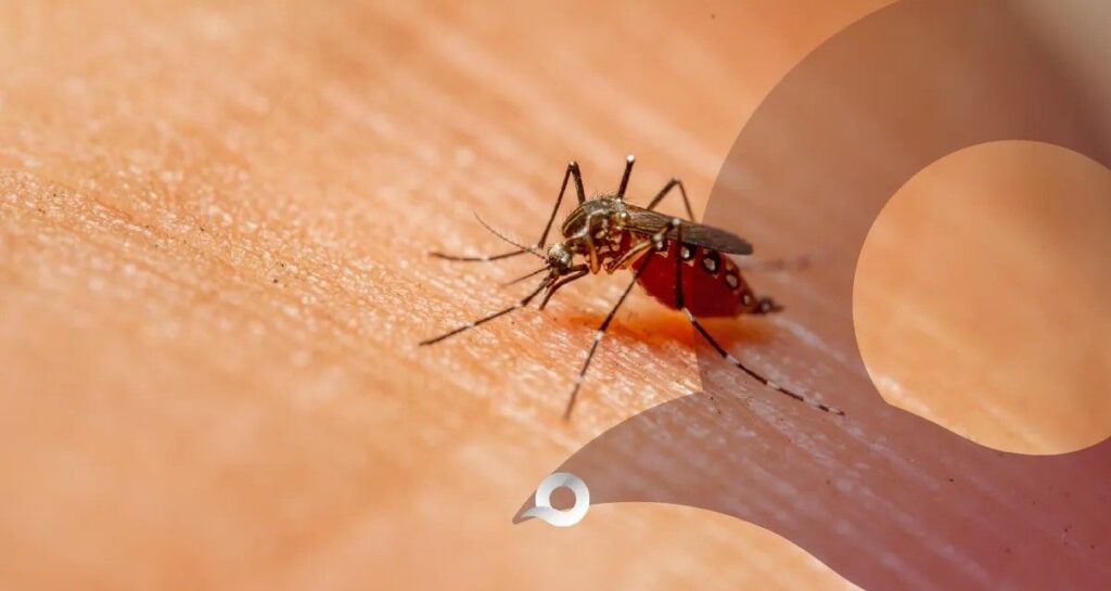 Hidalgo refuerza medidas preventivas ante incremento de casos de dengue