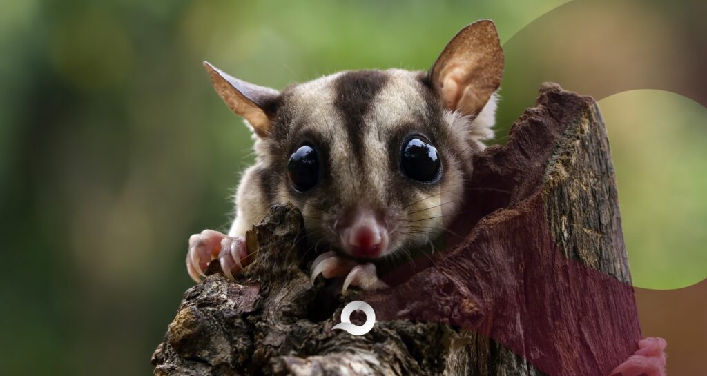 Rescatan en Ixmiquilpan a dos cacomixtles