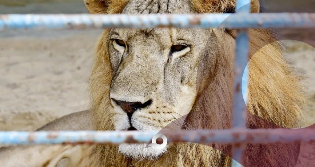 PGJEH y AIC en Hidalgo decomisan leones y tigres de empresario ligado a contratos de Omar Fayad