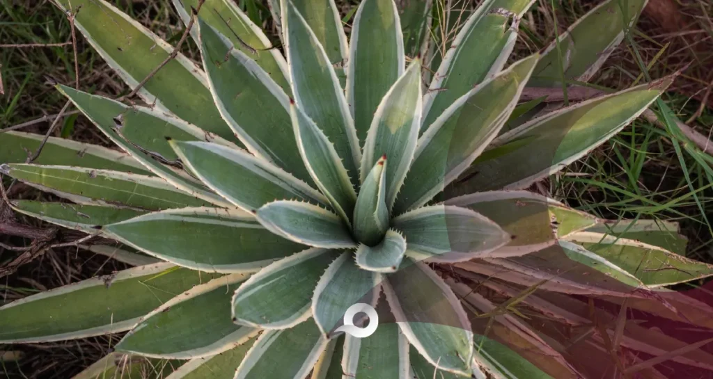 Productores de maguey marcharán en CDMX contra el Parque Fotovoltaico en Hidalgo Parque Fotovoltaico en Hidalgo