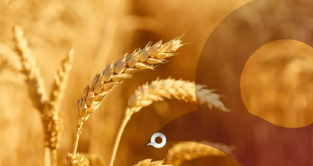 Cosecha de cebada en Hidalgo avanza pese a lluvias cosecha de cebada en Hidalgo