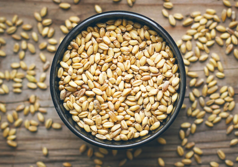 cosecha de cebada en Hidalgo