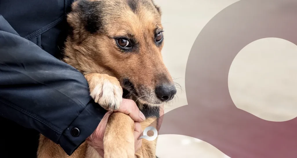 Jorge Reyes no logra frenar el maltrato animal en Pachuca Jorge Reyes no logra frenar el maltrato animal en Pachuca