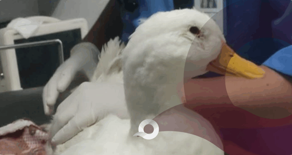 Efecto Pato Merlín: Refugios alertan por ola de abandono de animales Efecto Pato Merlín: Refugios alertan por ola de abandono de animales