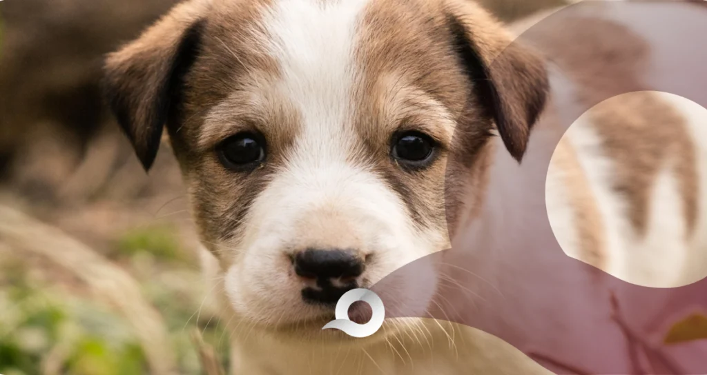 Acusan de negligencia a estética de perritos en Pachuca Acusan de negligencia a estética de perritos en Pachuca