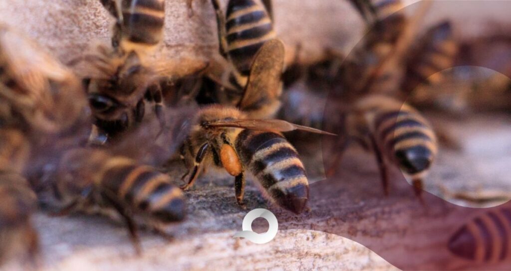 Enjambre de abejas ataca a pobladores en Ixmiquilpan; cinco personas resultan lesionadas Enjambre de abejas ataca a pobladores en Ixmiquilpan; cinco personas resultan lesionadas