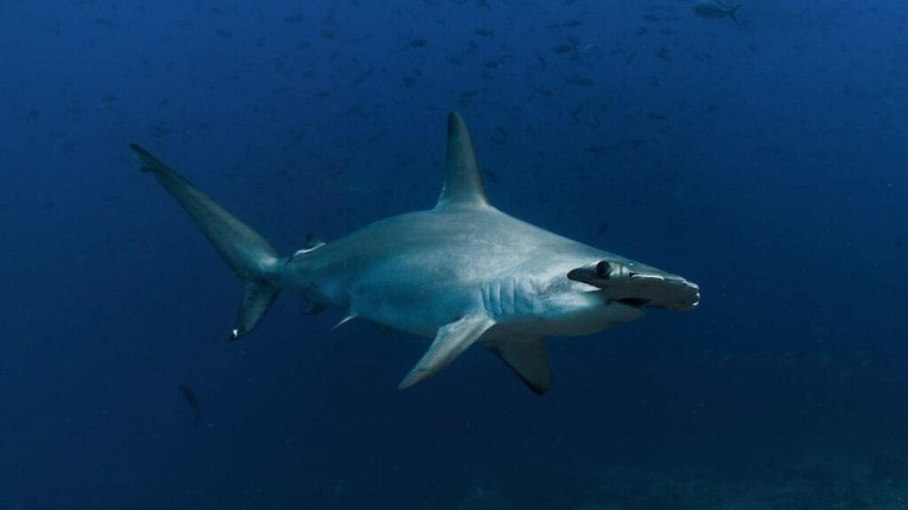 Científicos de México a la Patagonia unen esfuerzos para salvar tiburones Tiburón nadando en aguas del océano, especie marina en peligro de extinción que científicos de México a la Patagonia buscan proteger