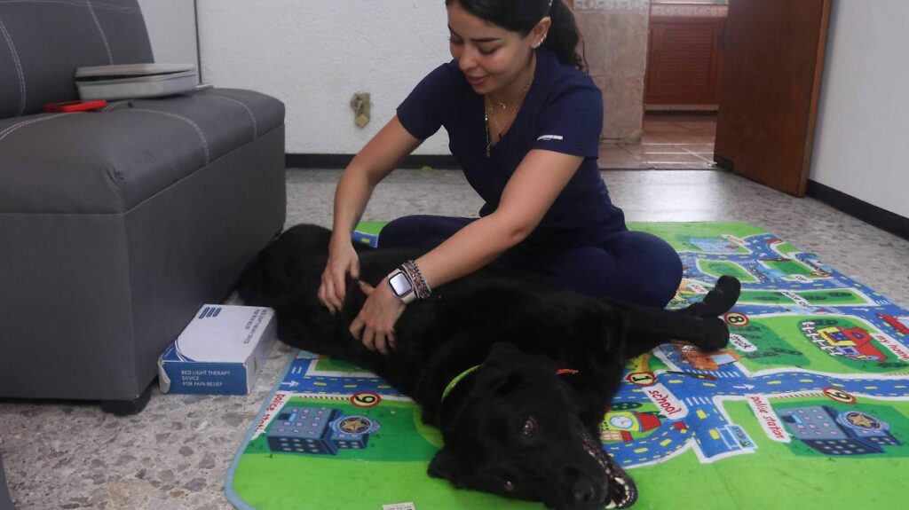Consultas veterinarias en línea crecen 41% en México; mascotas son prioridad Persona consultando a un veterinario en línea desde su teléfono mientras sostiene a su mascota