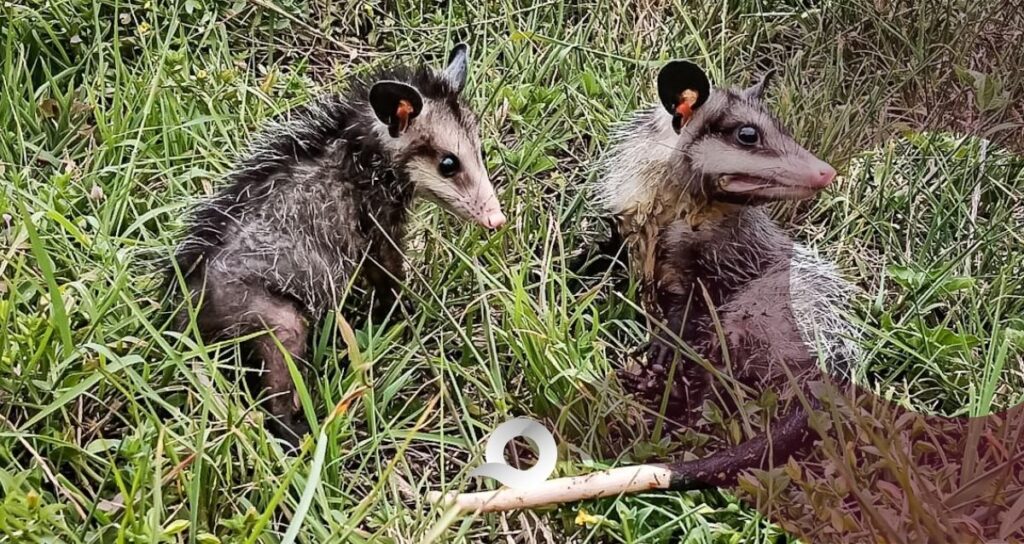 Pachuca realiza quinta liberación de fauna silvestre en 2026; regresan 32 animales a su hábitat Pachuca realiza quinta liberación de fauna silvestre en 2026; regresan 32 animales a su hábitat