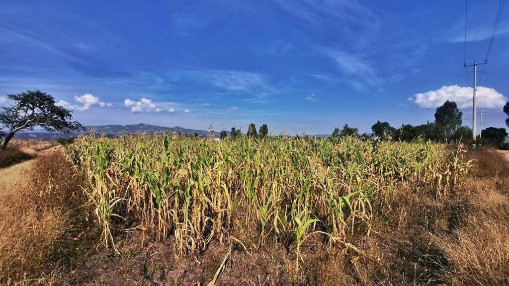 Productores agrícolas de Hidalgo reciben fertilizantes del programa federal Fertilizantes para el Bienestar en punto de distribución