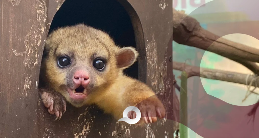 Pachuca ha rescatado más de 180 animales en 2026 Pachuca ha rescatado más de 180 animales en 2026