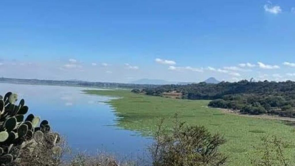 Presa Endhó enfrenta contaminación y sedimentación que afectan riego Vista de la presa Endhó en la región Tula-Tepeji, Hidalgo, que presenta problemas de contaminación y sedimentación afectando el riego agrícola