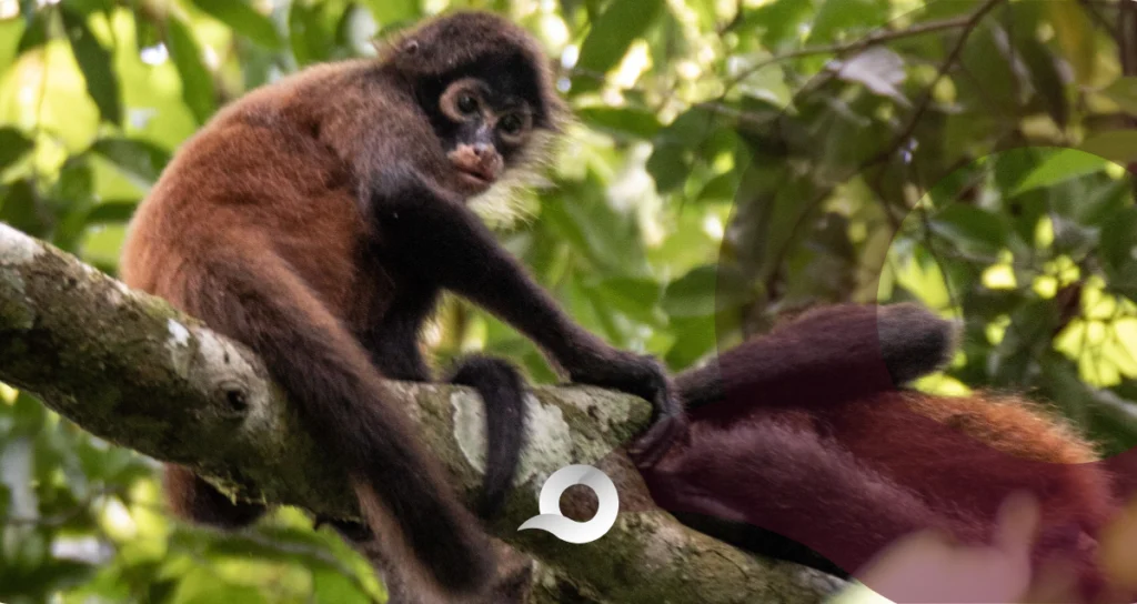 Tres monos araña llegan al zoológico de Tulancingo