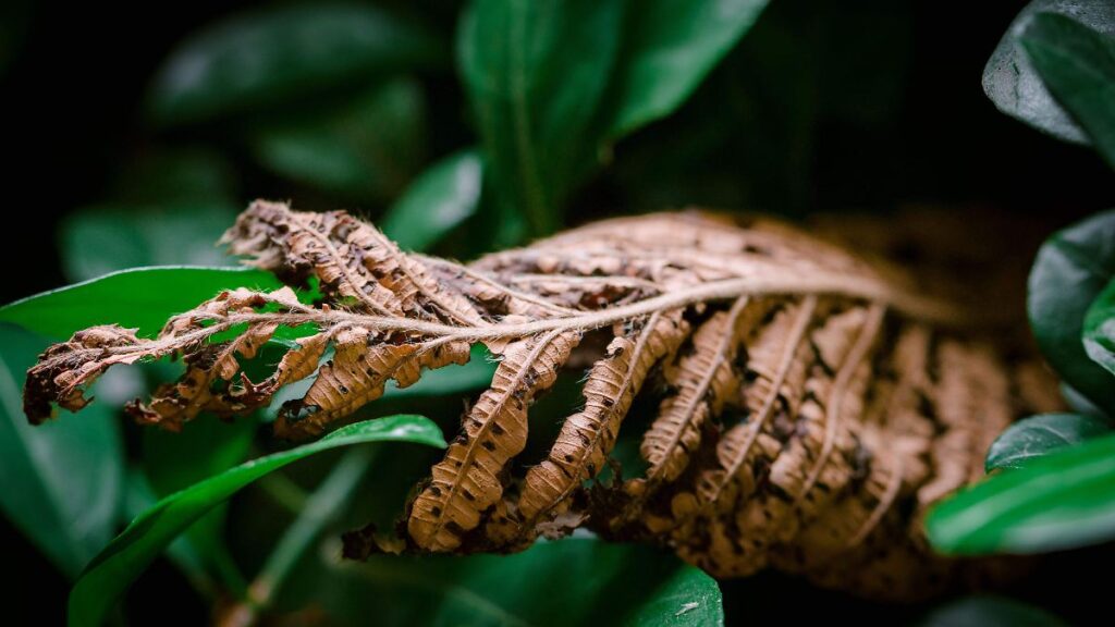 Tronco de árbol caído en descomposición cubierto de hongos y musgo en un bosque, mostrando el proceso natural de reciclaje de nutrientes