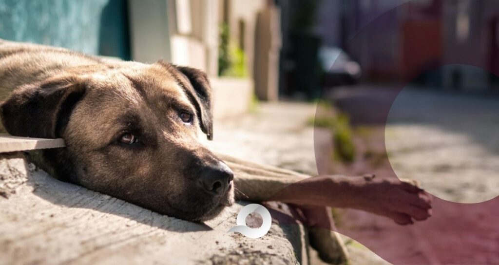 Maltrato animal en Hidalgo: Mineral de la Reforma recibe 608 denuncias Maltrato animal en Hidalgo: Mineral de la Reforma recibe 608 denuncias