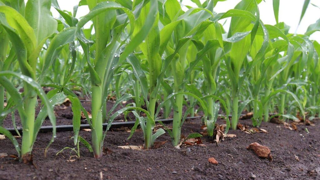Agricultura regenerativa en México: así combate el cambio climático Campo de cultivo con técnicas de agricultura regenerativa en México