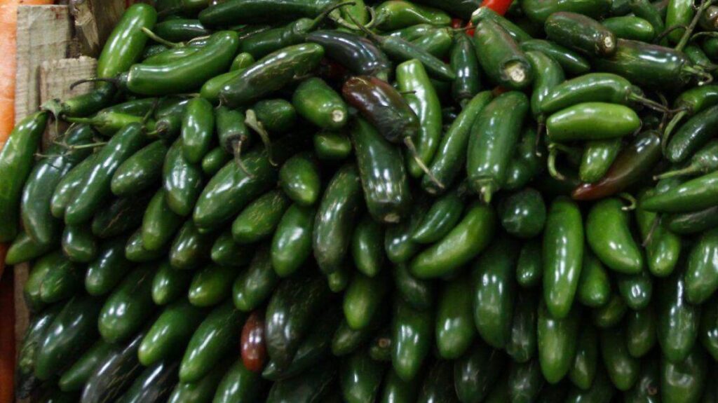 Cofepris investiga chiles mexicanos por brote de salmonela en EU Chiles mexicanos bajo investigación de Cofepris por posible vínculo con brote de salmonela en Estados Unidos