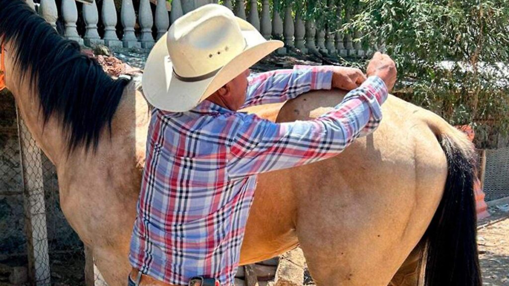 Ganado bovino en el Valle del Mezquital afectado por plaga de gusano barrenador en Hidalgo