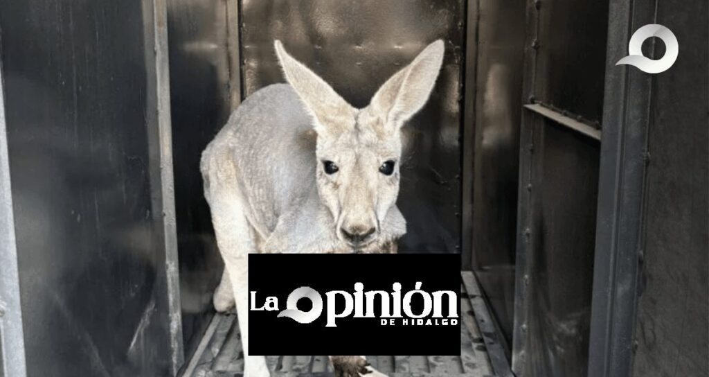 Trascendido: Garganta no tan Profunda (26 de abril del 2025)